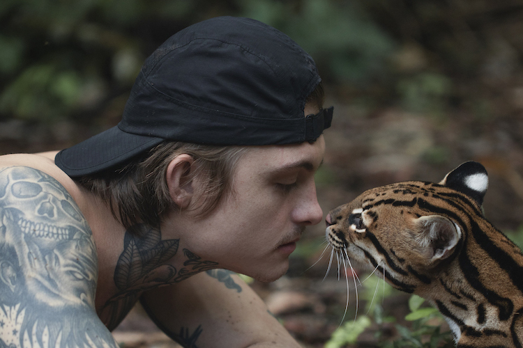 Wildcat แมวป่า – การรักษาของสัตว์